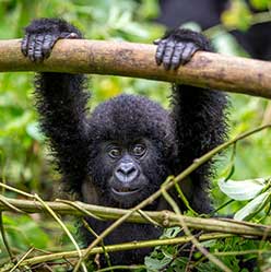 Canadian Solar Donates Solar Panels to the Congo