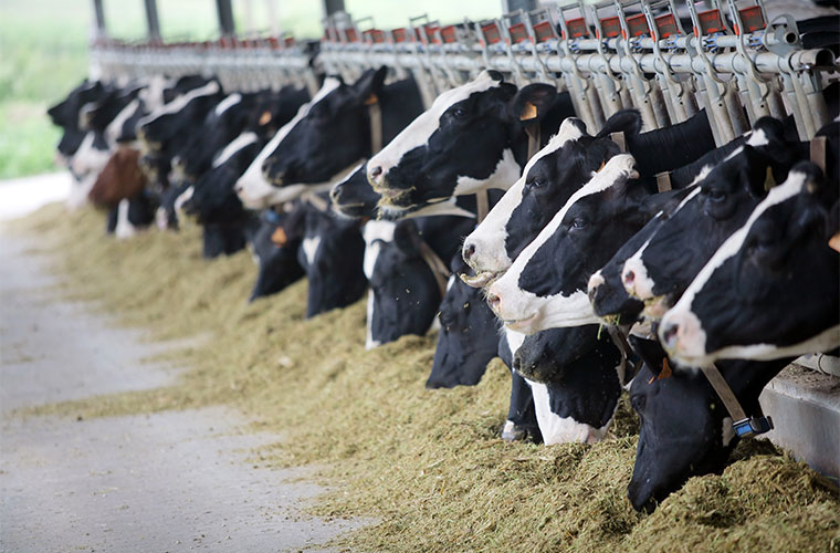 The Unique Challenges of Dairy Farmers