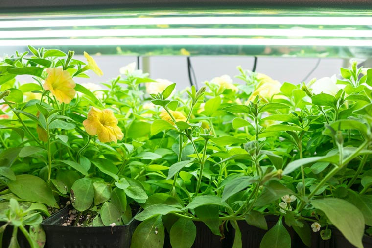 UL Hosts Webinar on Horticultural Lighting