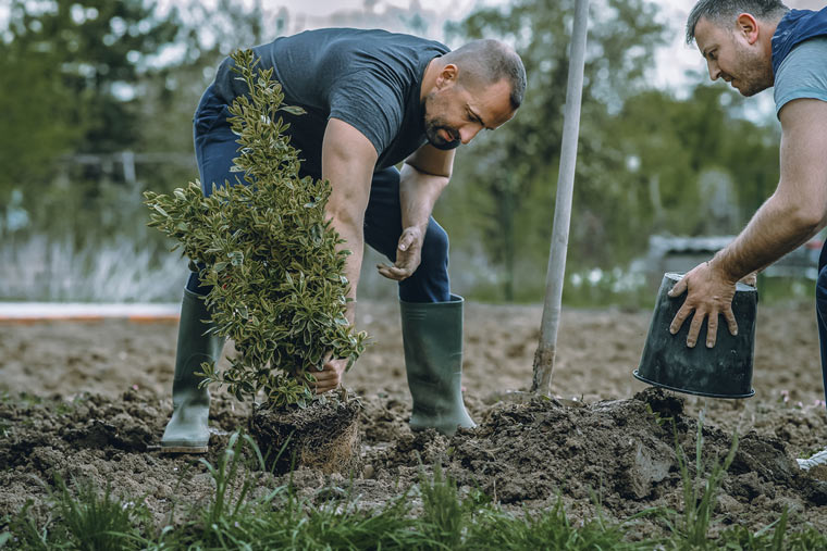 Sonepar USA Plants 10,000 Trees for Earth Week