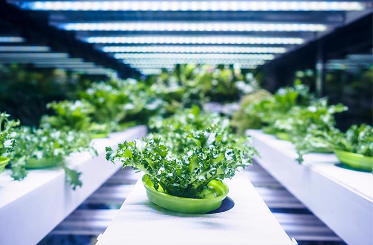 Agrilighting: Huge Opportunity, New Vocabulary