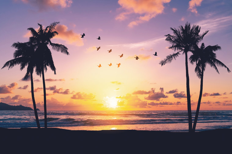 Groups Sue Over Maui Resort Lights That Disorient Seabirds