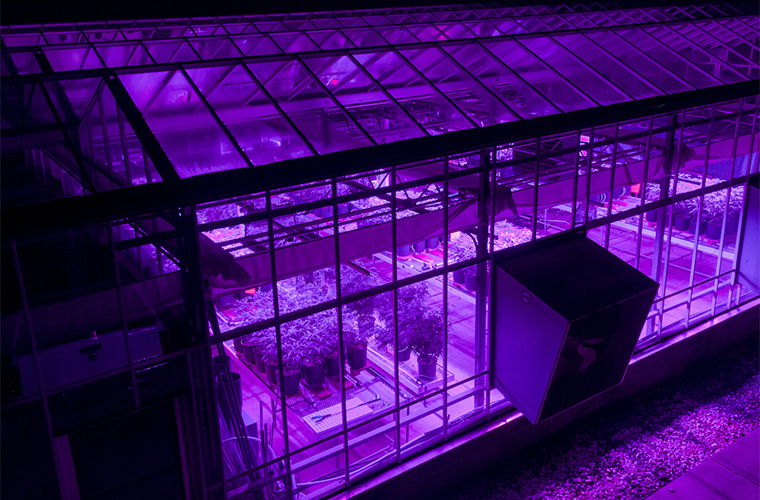 Current Partners With Wageningen University for Interlighting Study
