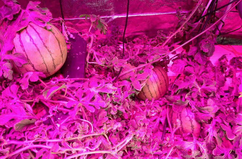Grow Light Market Expected To Expand