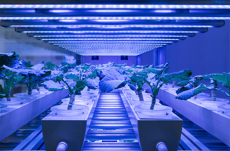 Horticulture Lighting to Record CAGR of 20.61% by 2026