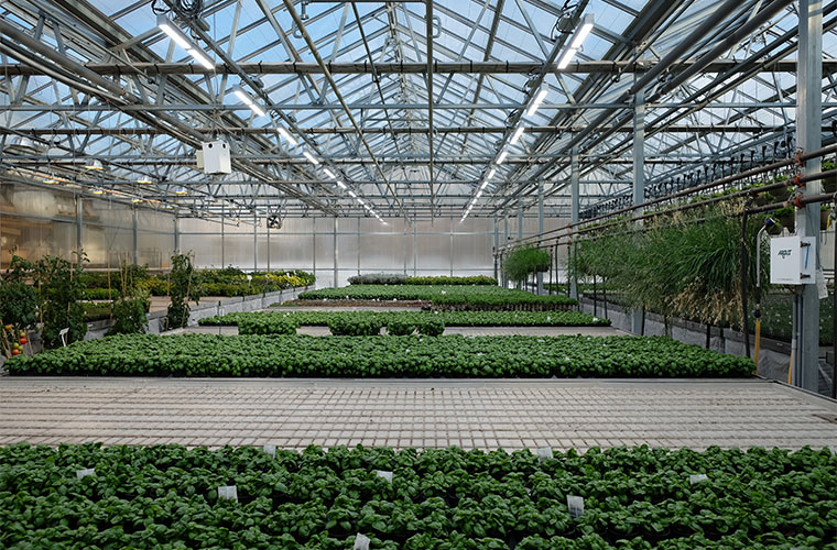 LED Lighting in Greenhouses Helps but Standards Are Needed