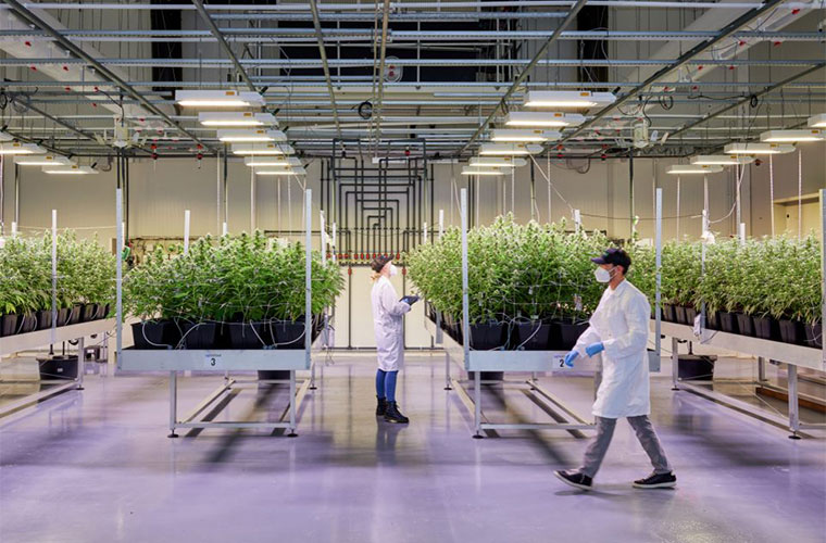 Signify Enters Alliance for Medicinal Cannabis Cultivation