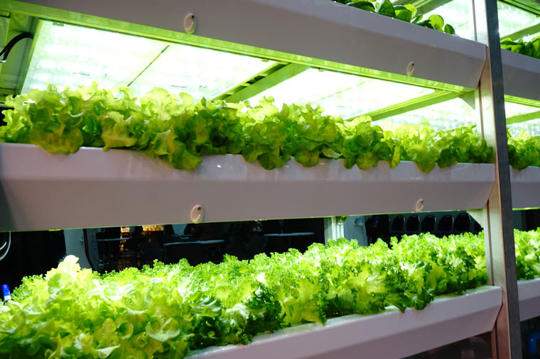 STUDY: Making Vertical Farming More Productive With LED Lighting