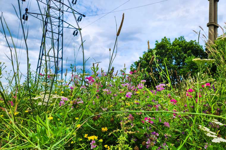 Southwire Unveils Native Habitat Initiative